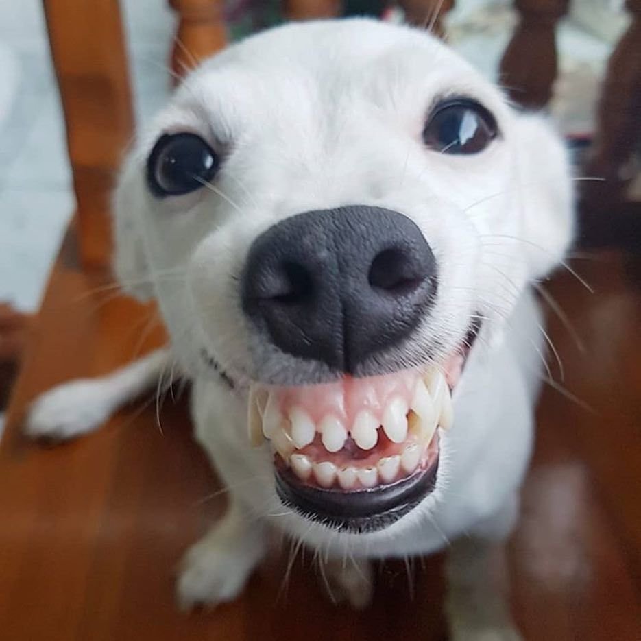 Смешная собака с зубами - 76 фото