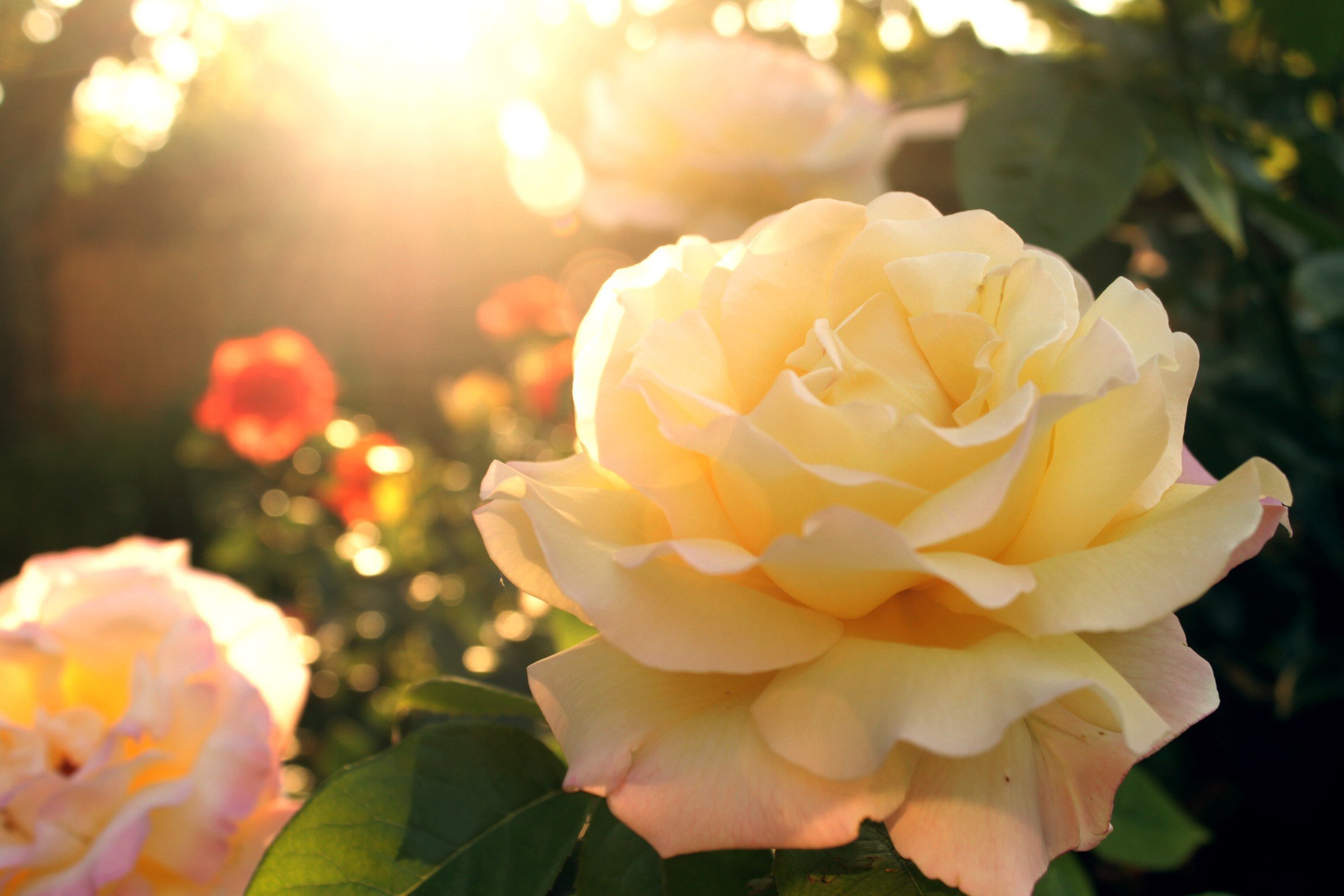 Розы света песня. Чайные розы в саду. Розы в солнечных лучах.