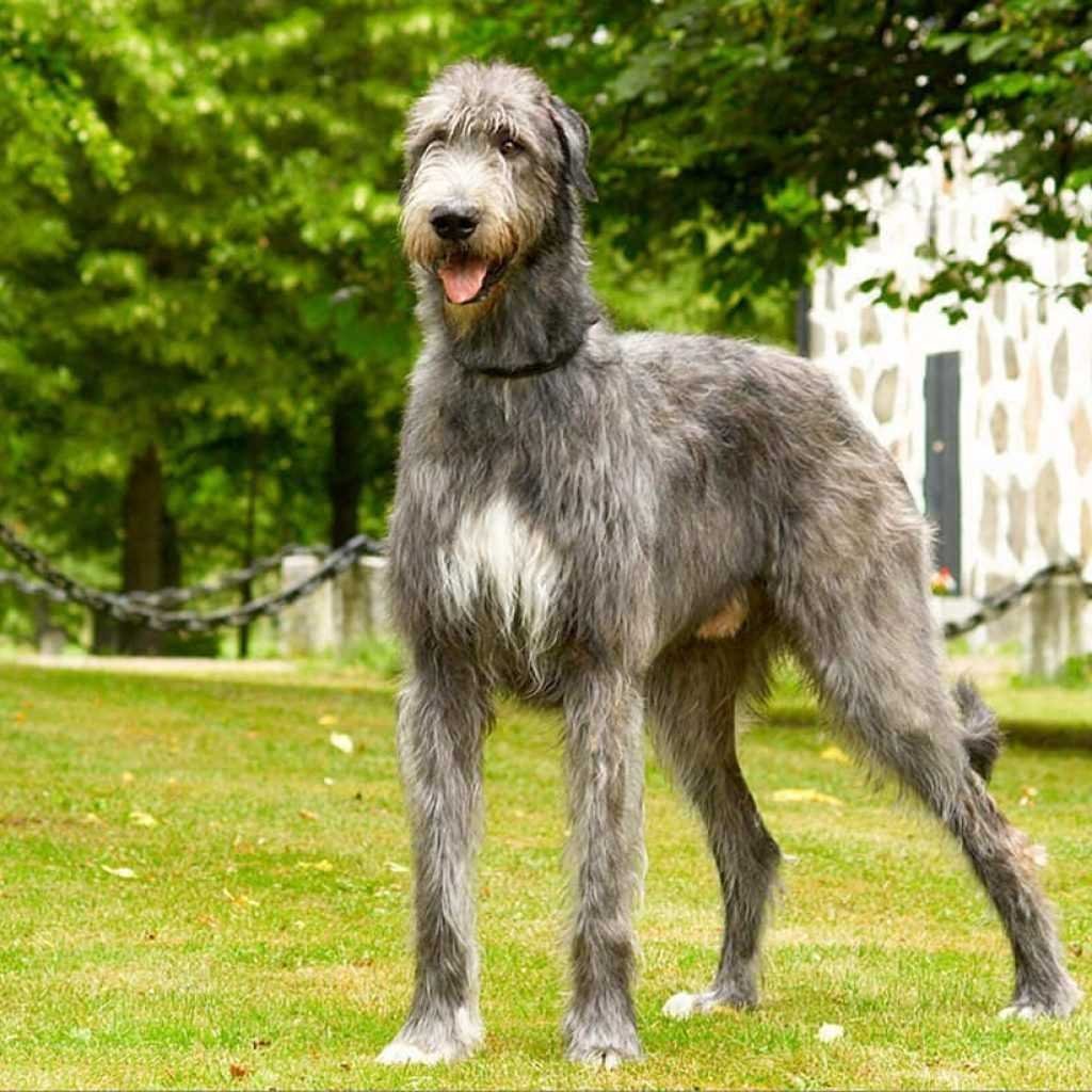 Wolfhound