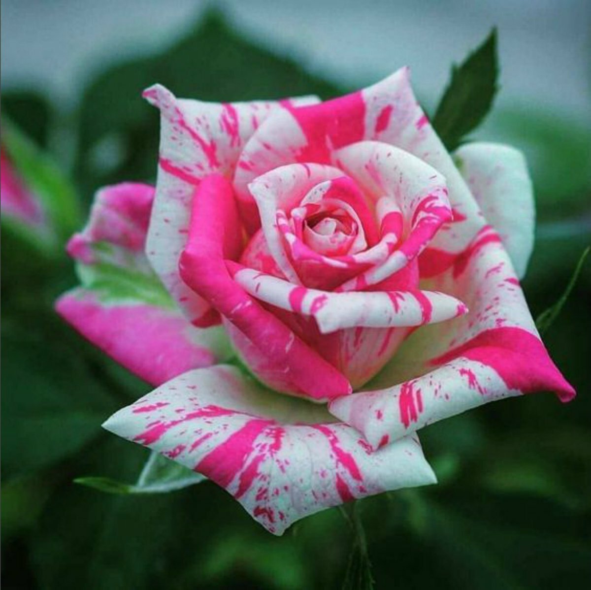 Самые необычные розы в мире