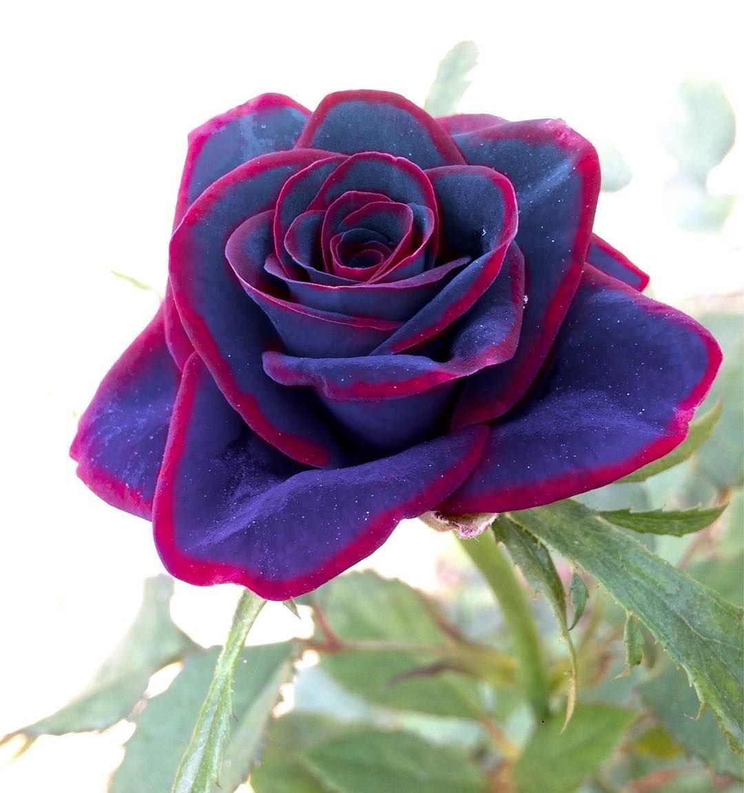 Самые необычные розы в мире - 69 фото