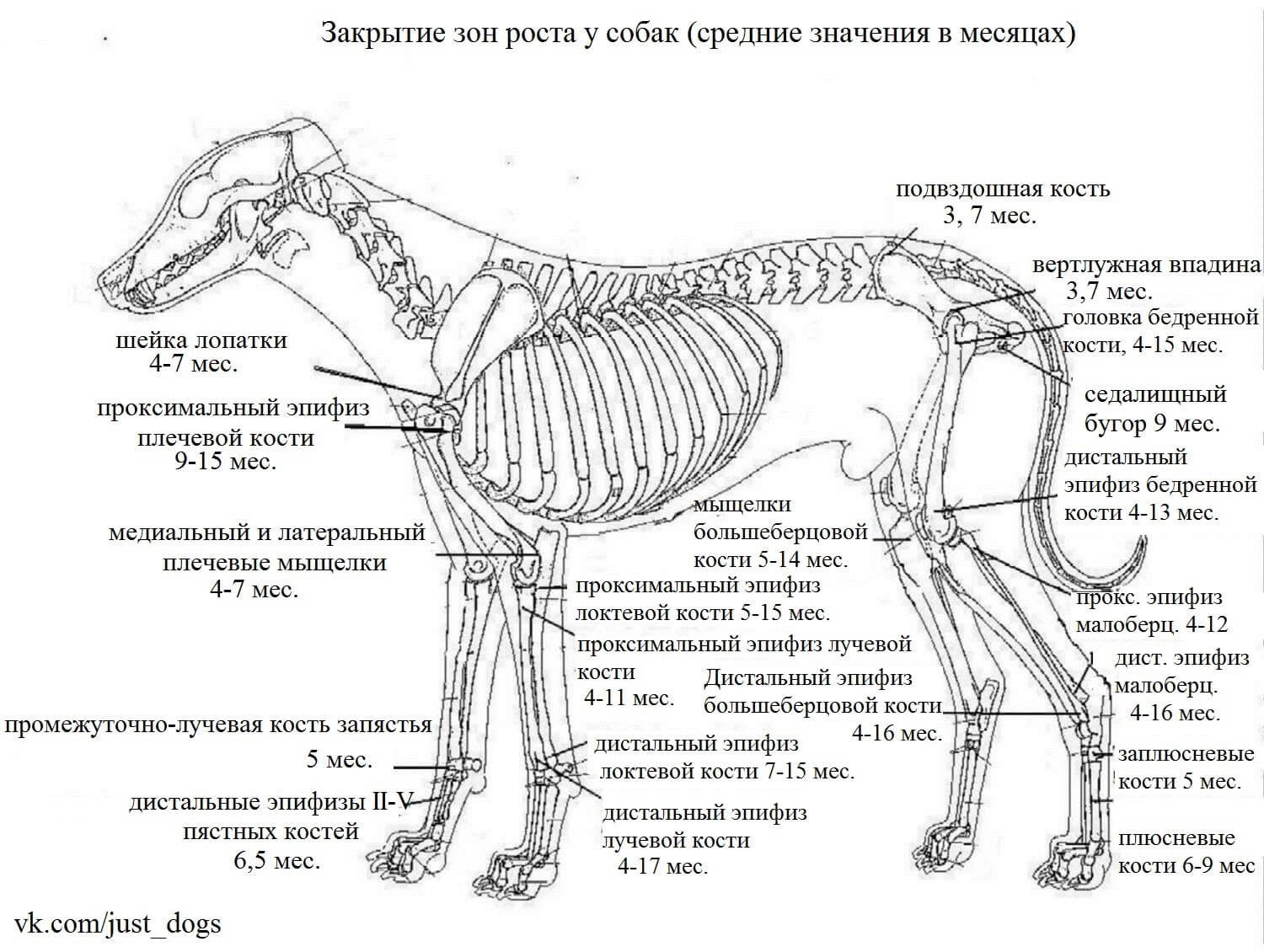 Строение Кости Собаки Фото