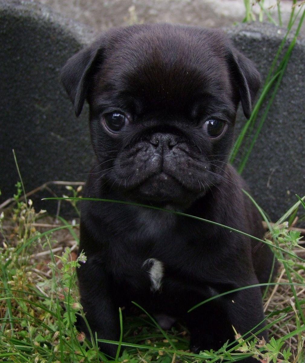 Черный мопс щенок (61 фото) - картинки вторсырье-м.рф