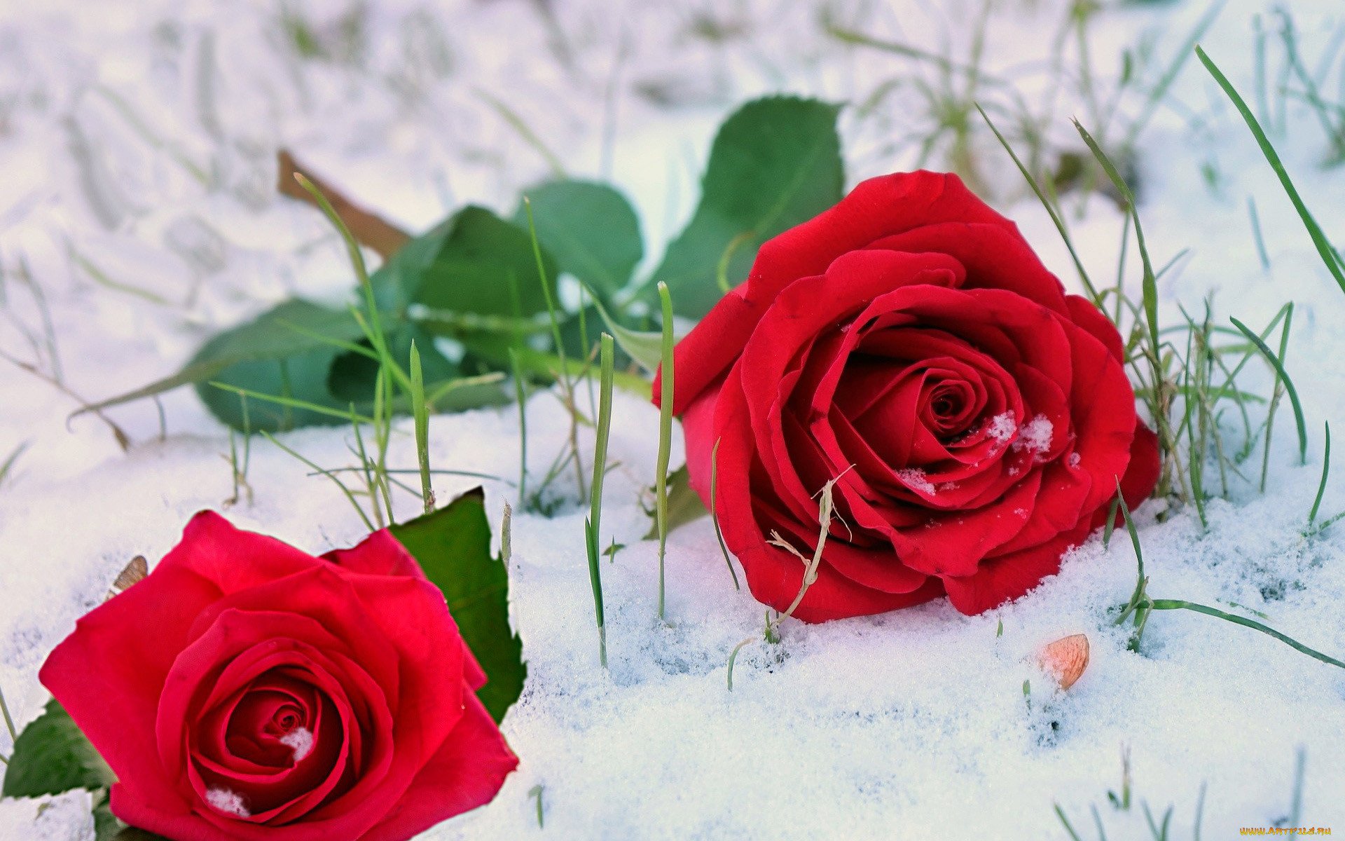 Розы снег красиво. Розы на снегу. Цветы в снегу. Красивые розы на снегу.