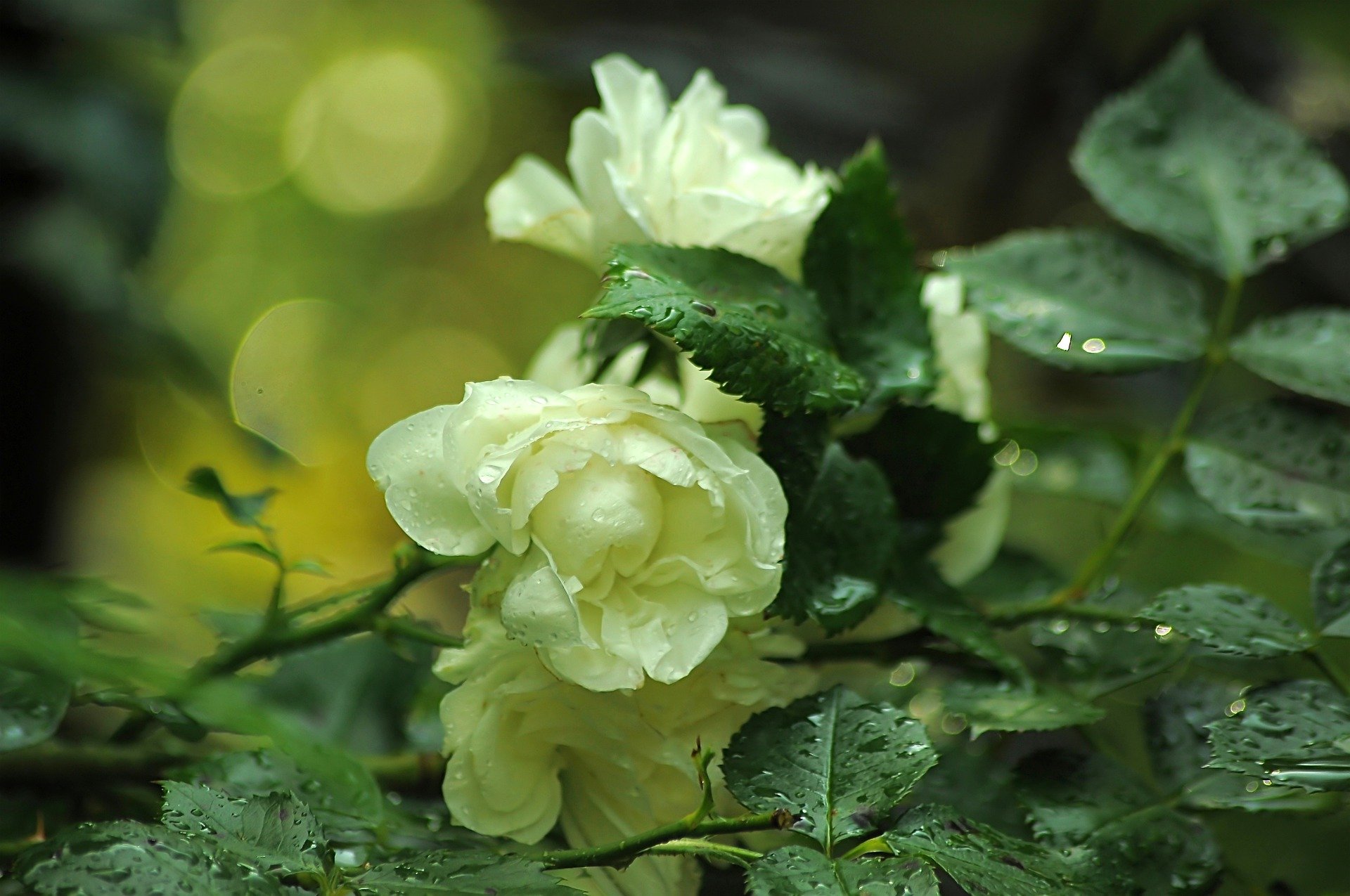 Красивые белые розы на природе - 40 фото