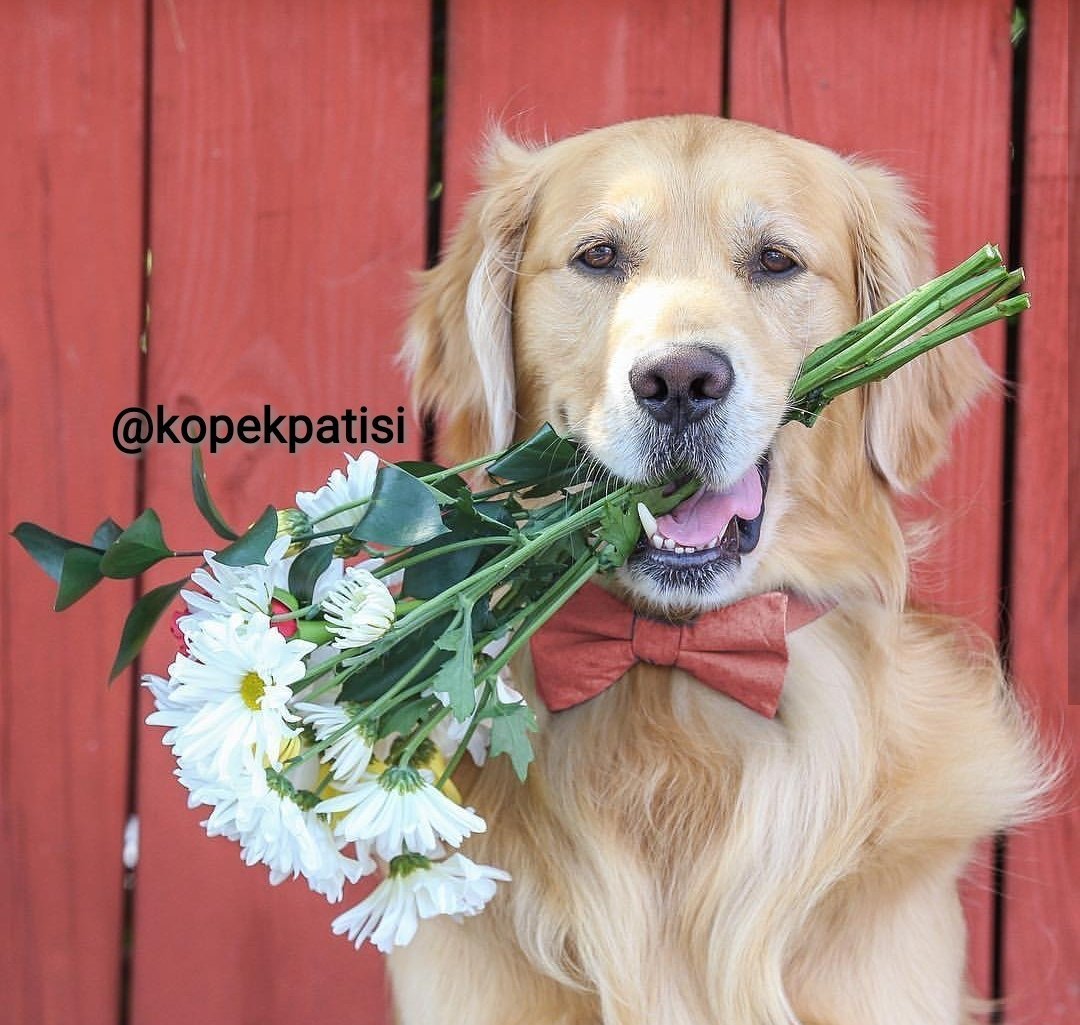 Картинки собачка дарит цветы (69 фото)