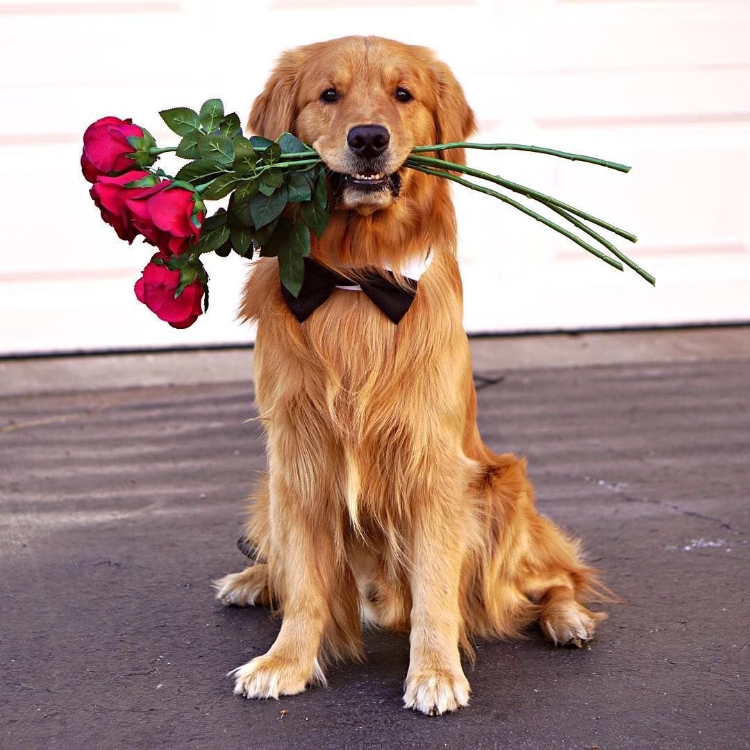 Картинки собака с цветами - 81 фото