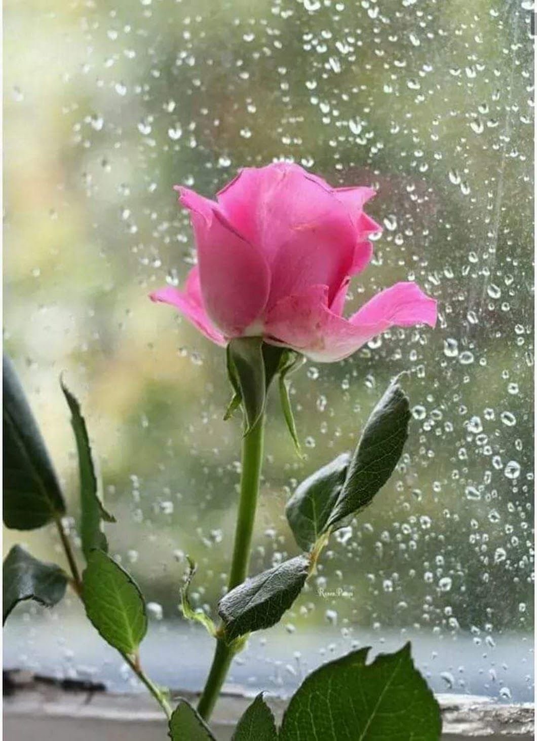 Красивая одинокая роза - 66 фото