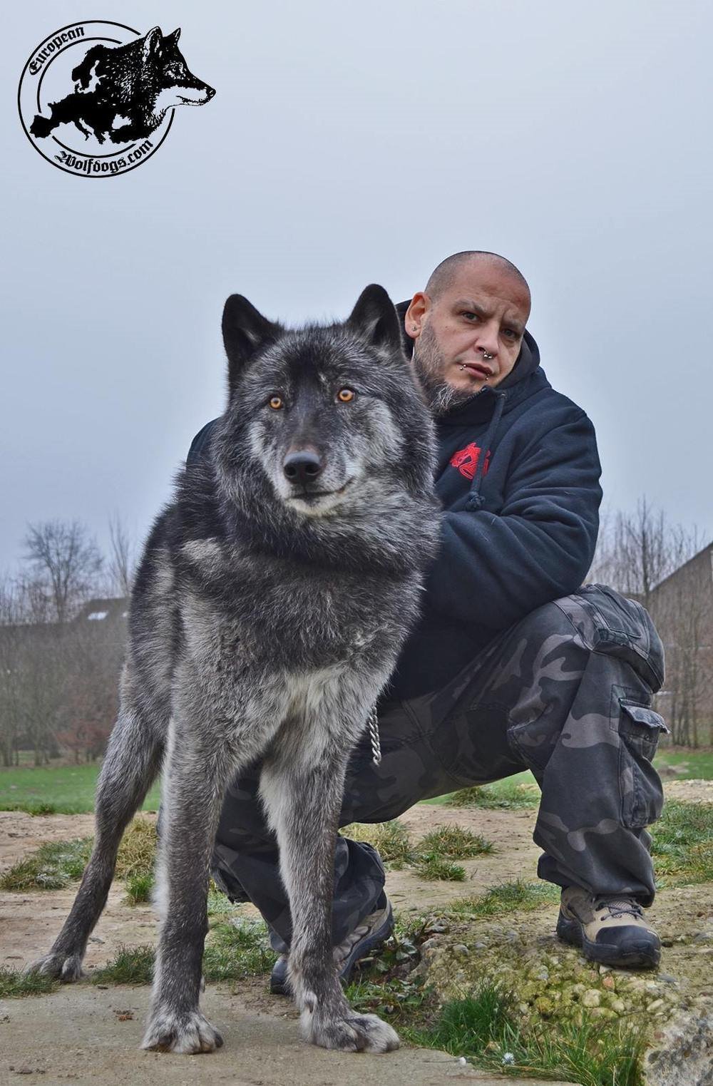 Волк и немецкая овчарка - 70 фото