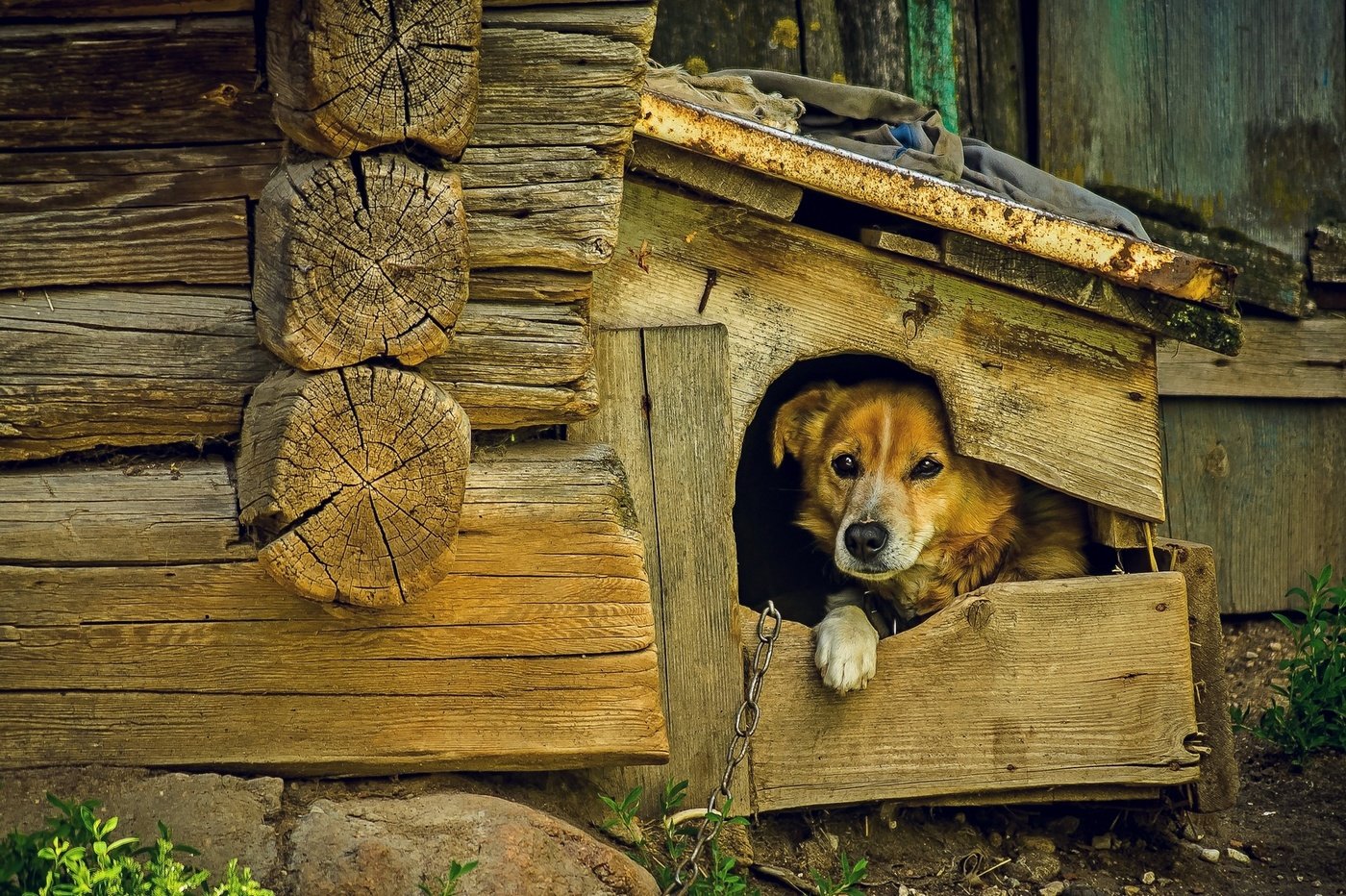 В императорском саду живет собака 6. Собачья конура деревенская. Деревенские собаки. Собака с конурой. Будка для собаки.