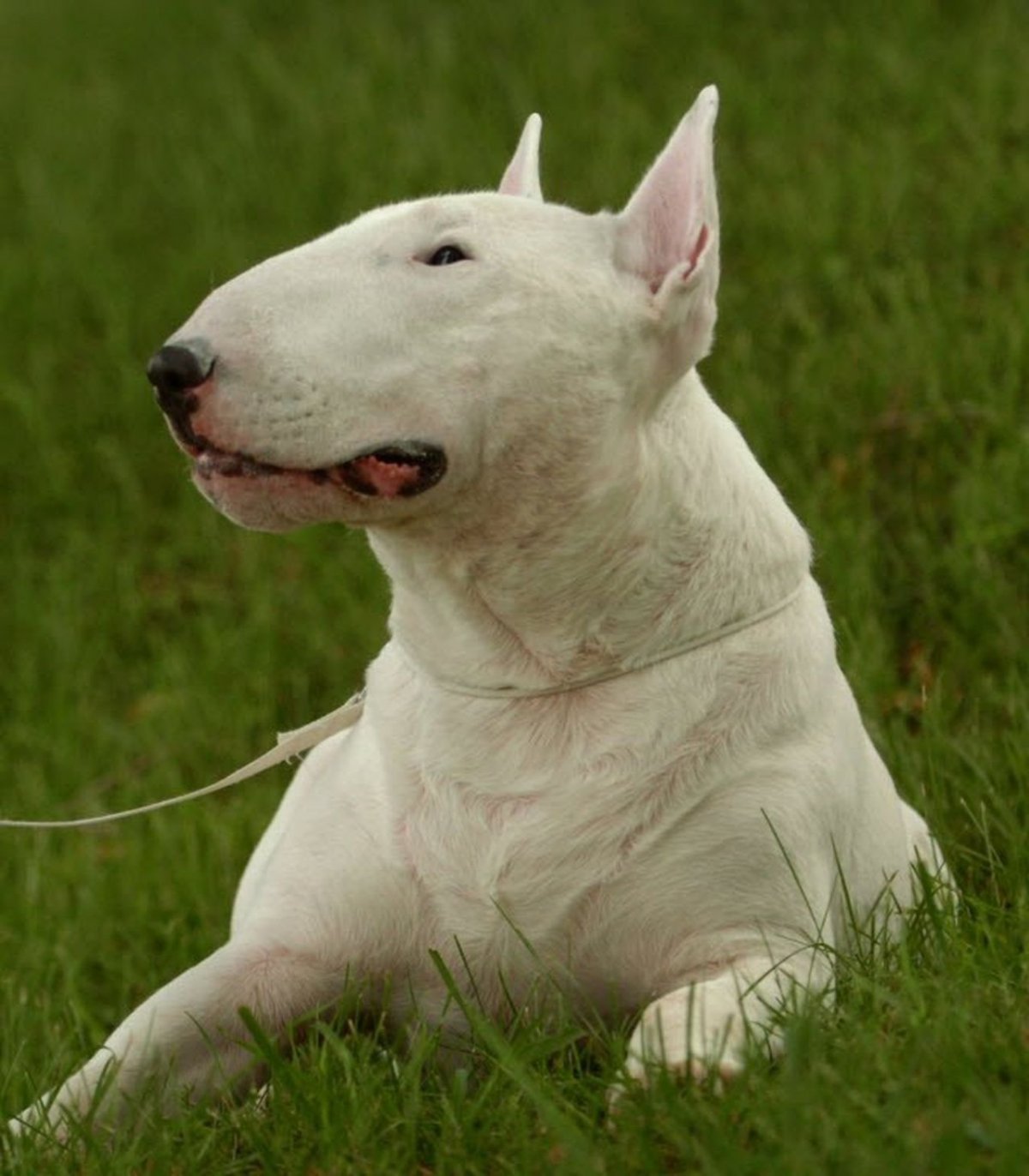 Белая бойцовская собака