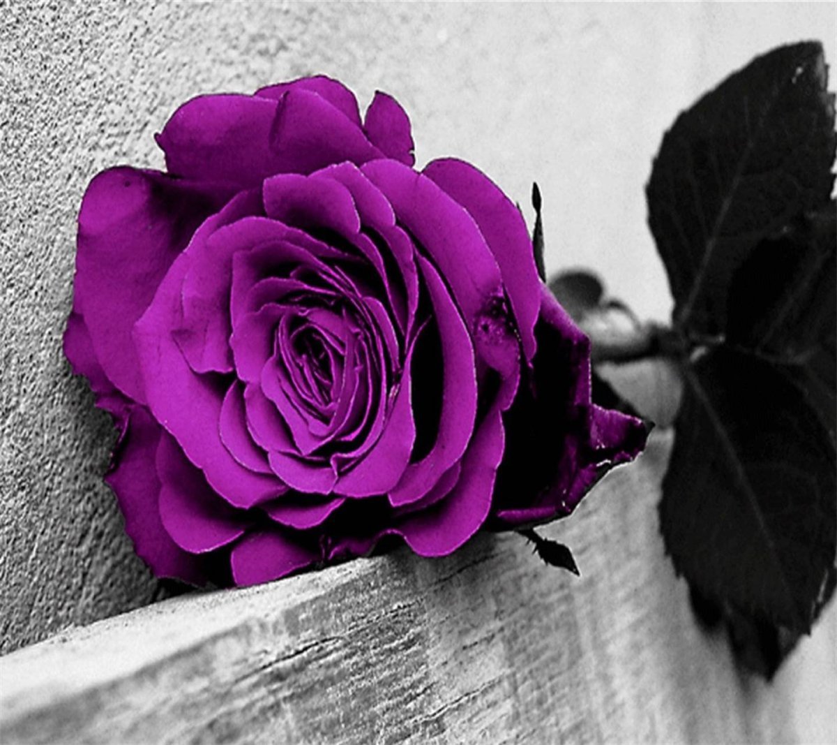 Темно сиреневая роза - 69 фото