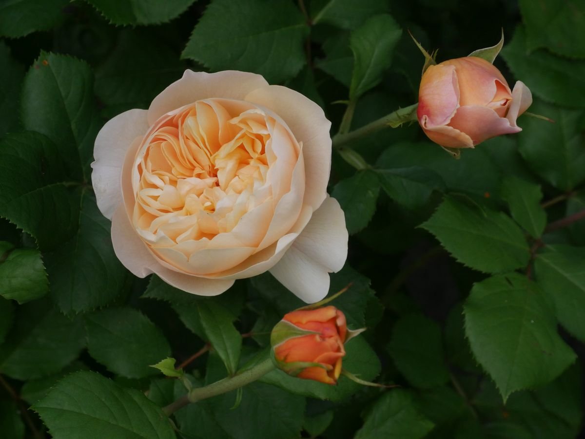 Роза английская Парковая Роальд даль - 70 фото