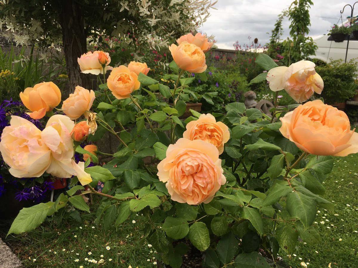 Роза английская Парковая Роальд даль - 70 фото