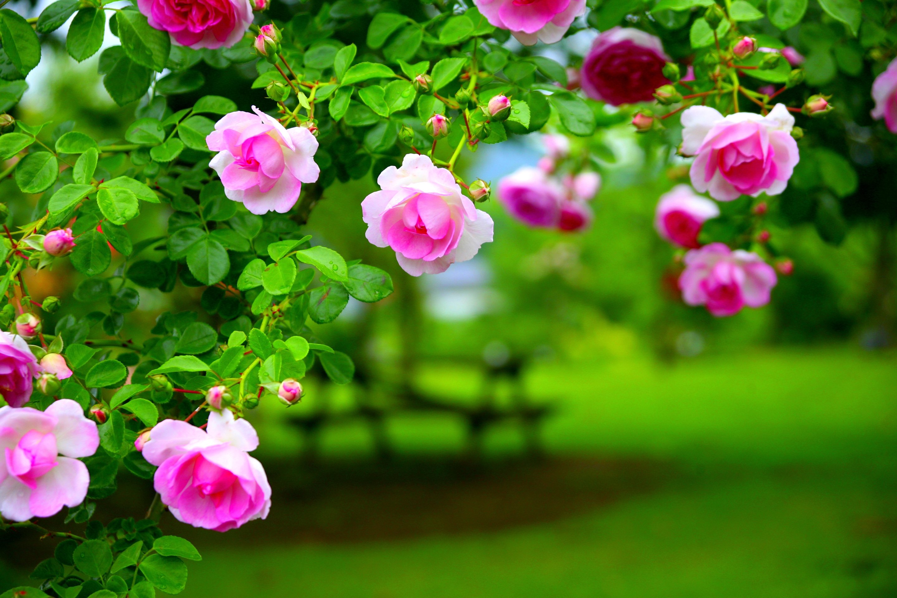 Розы красивые кусты роз. Розовые розы в саду.