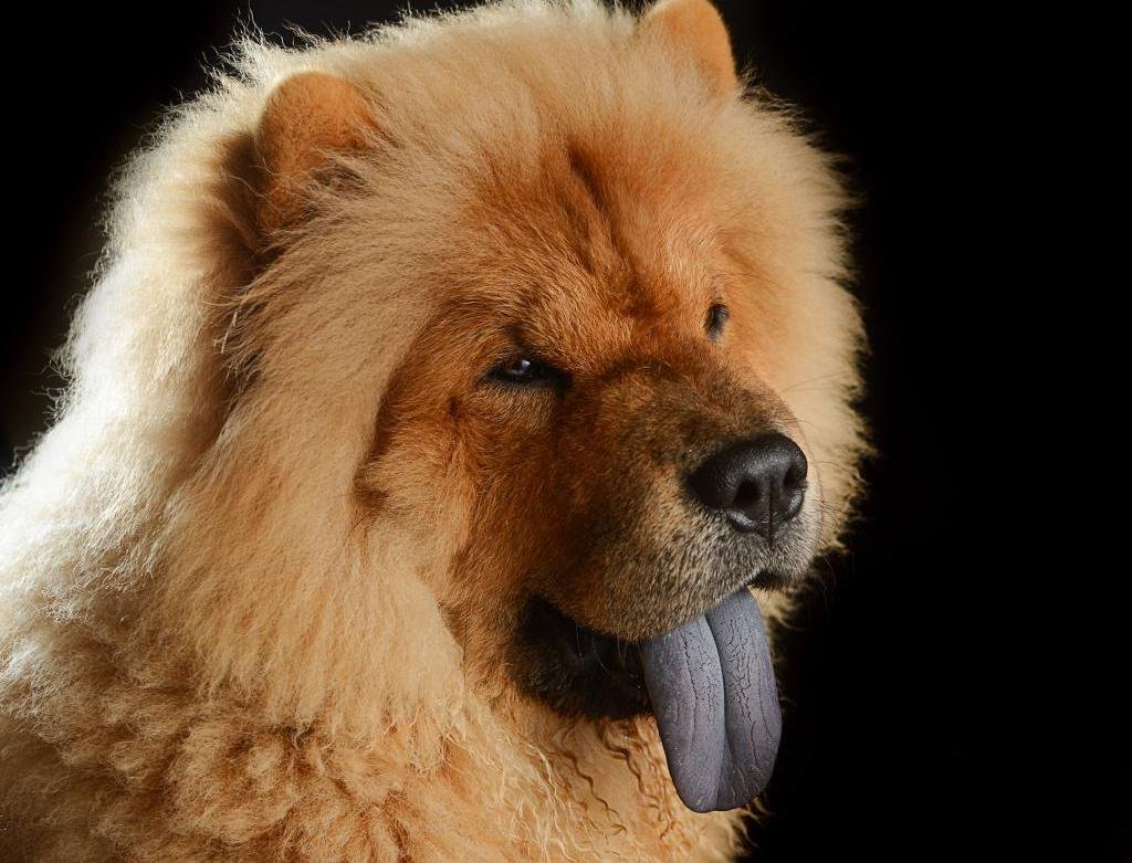Порода собак с фиолетовым языком