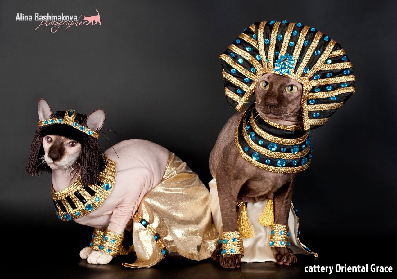 Сфинкс Египет костюм