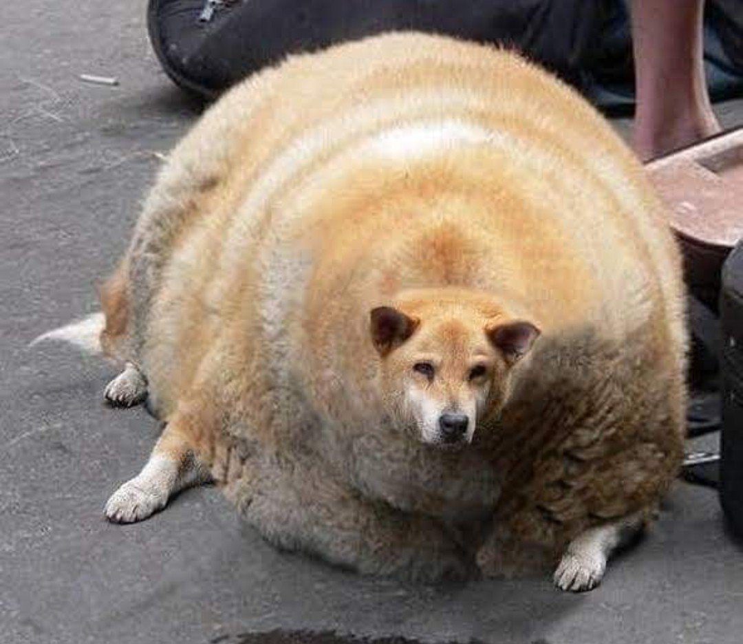Самая толстая собака - 78 фото