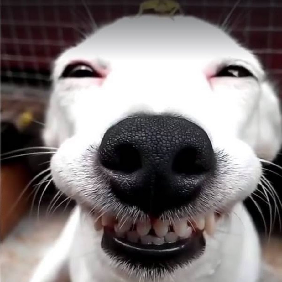 Собака улыбака с бровями