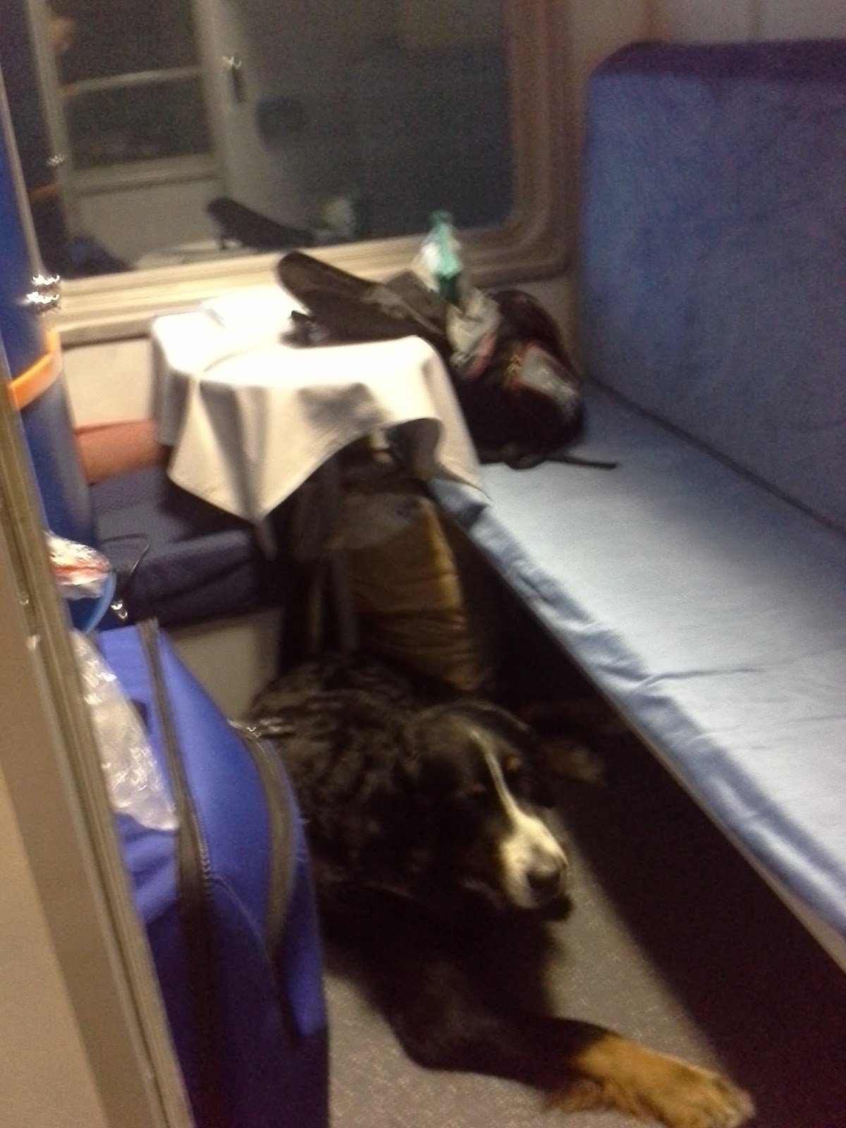 Как провезти собаку в поезде. Собака в поезде. Крупная собака в поезде. Собака в купе. Собака в купе поезда.