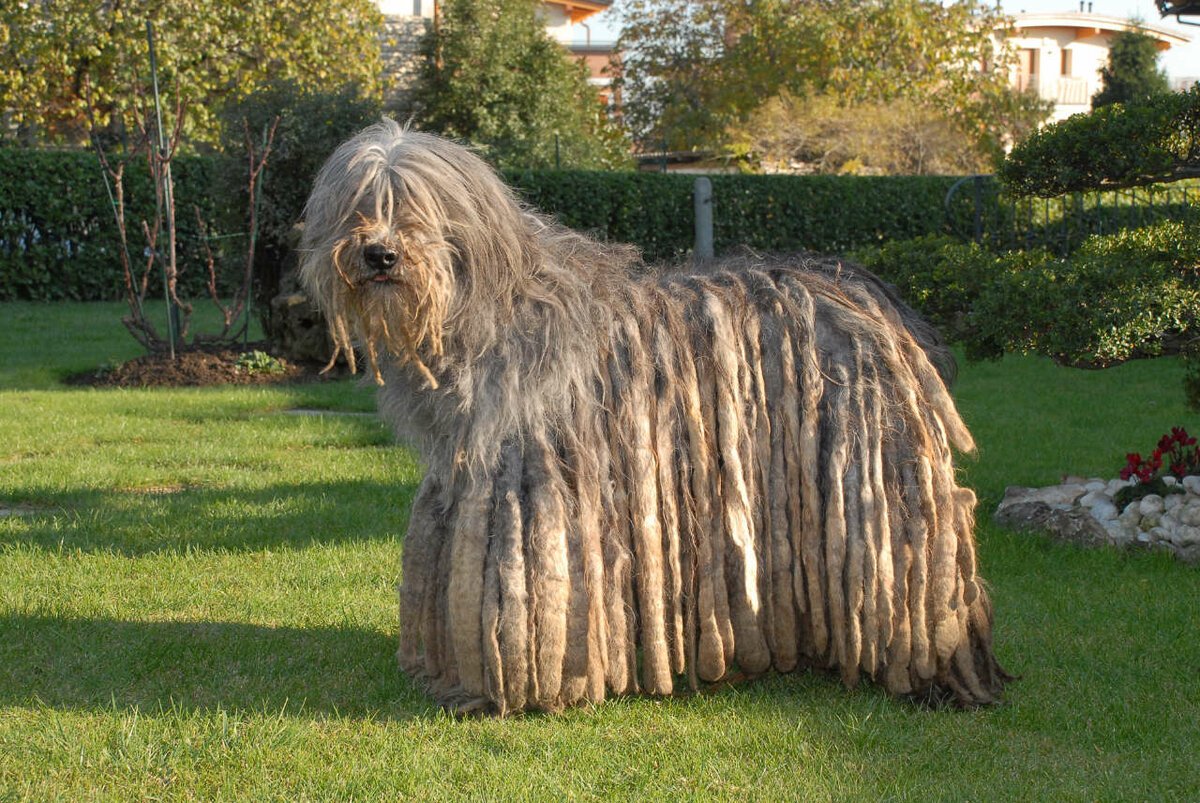 Порода собак с длинными волосами