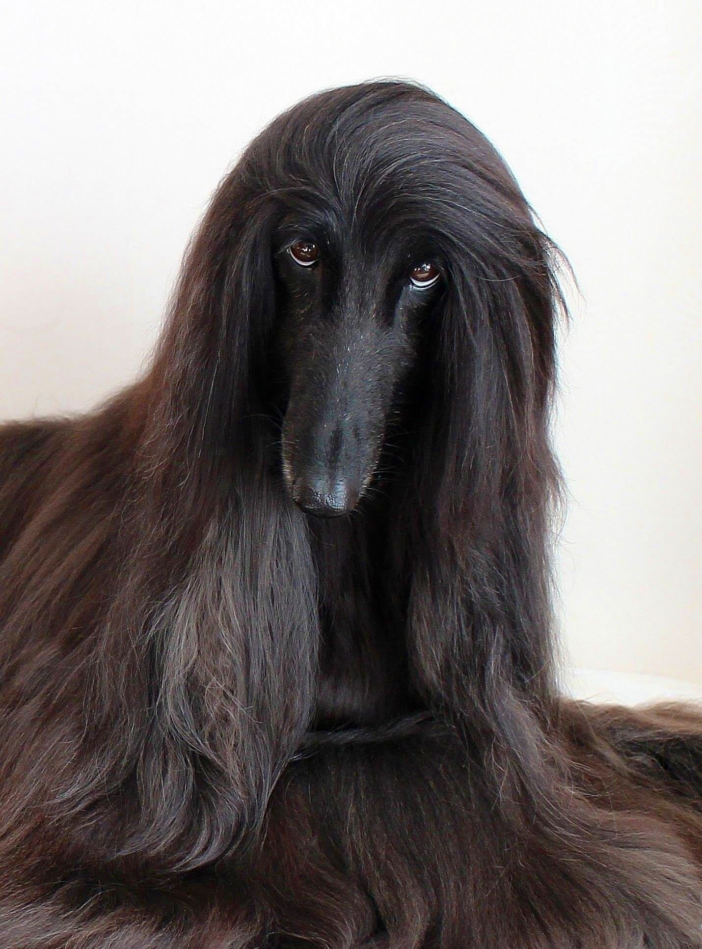Порода собак с длинными волосами - 78 фото