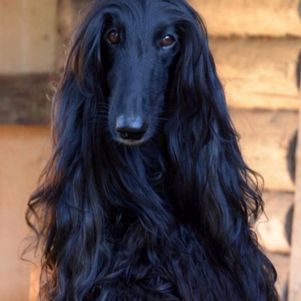 Порода собак с длинными волосами - 78 фото