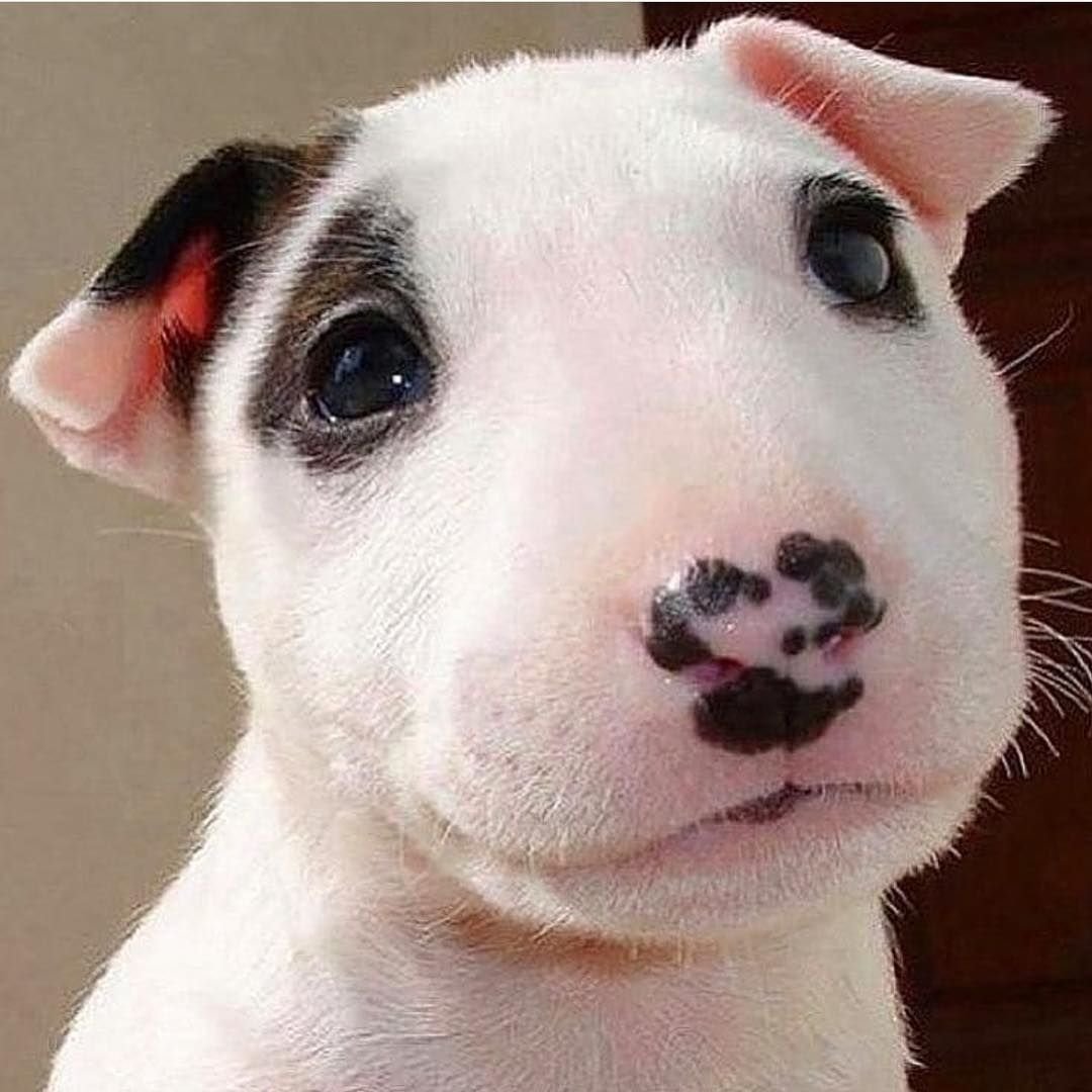 Собака с горбатым носом