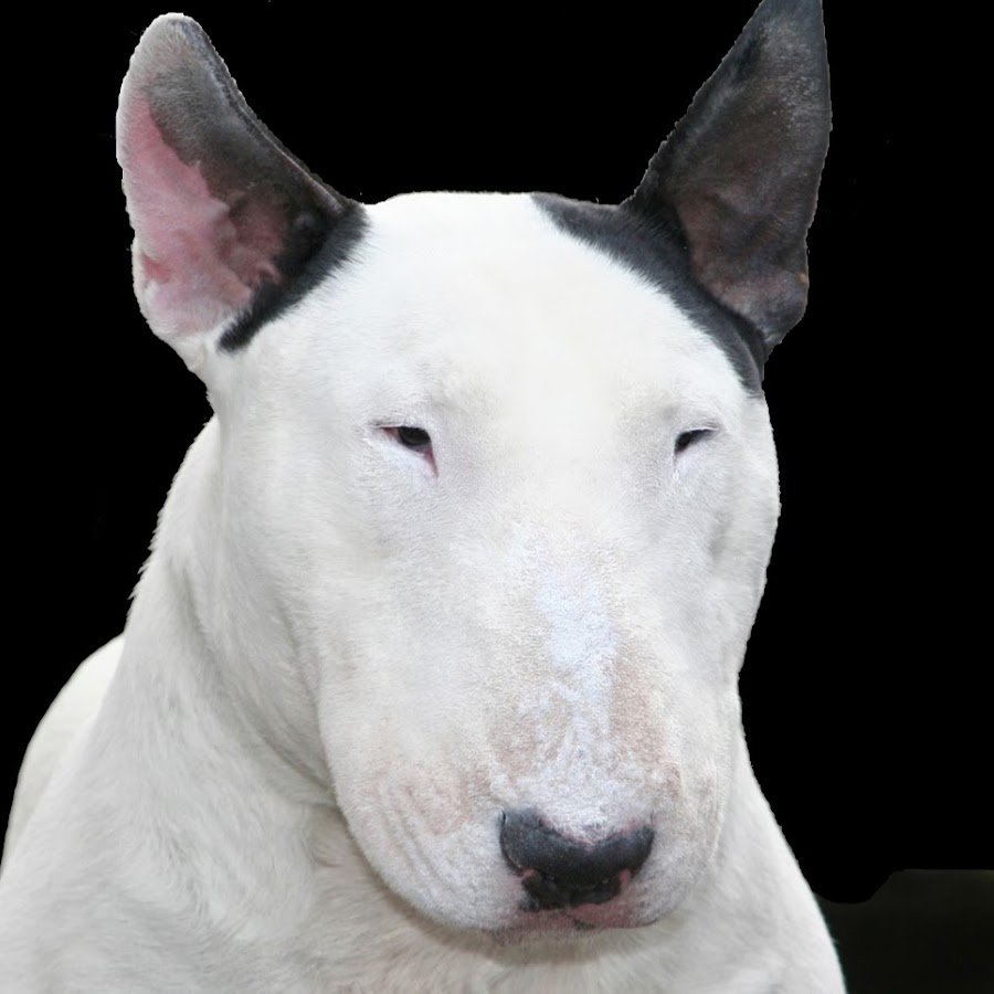Порода собак с горбатым носом