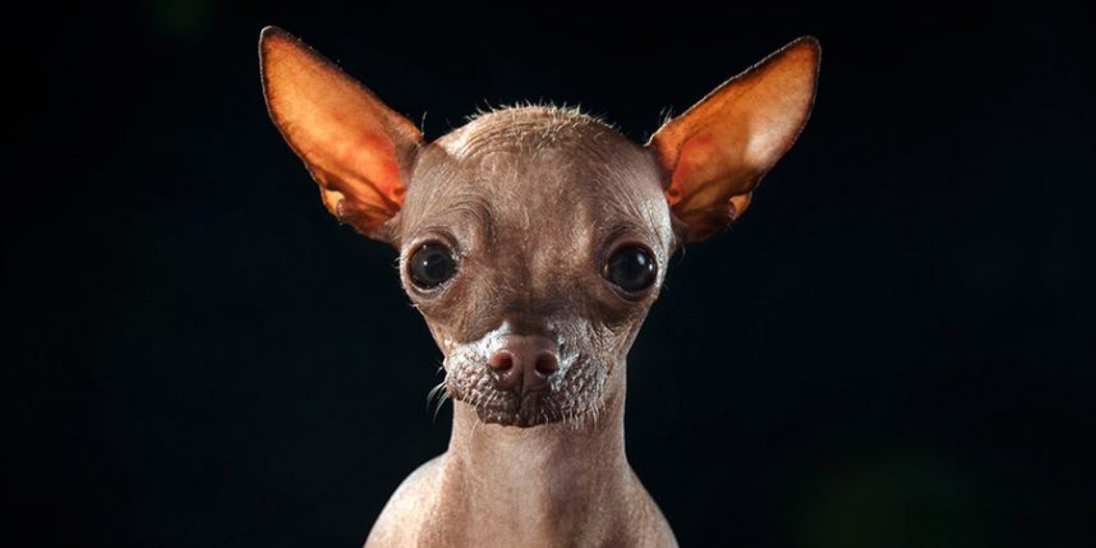 Лысая маленькая собака - 72 фото
