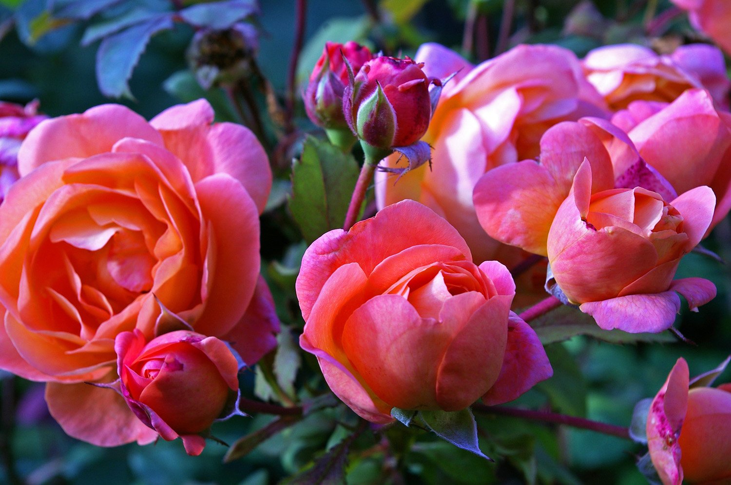 Роза флорибунда Инка - 43 фото