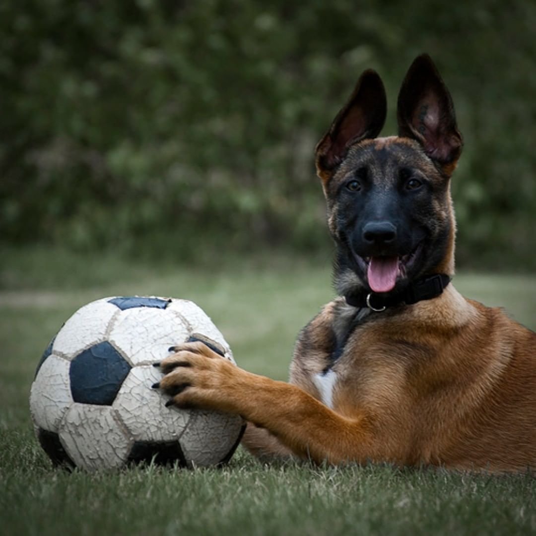 Собака футболист