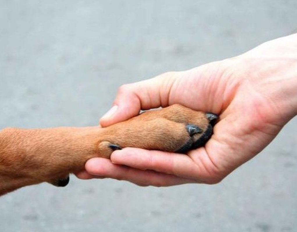 Лапа собаки и рука человека