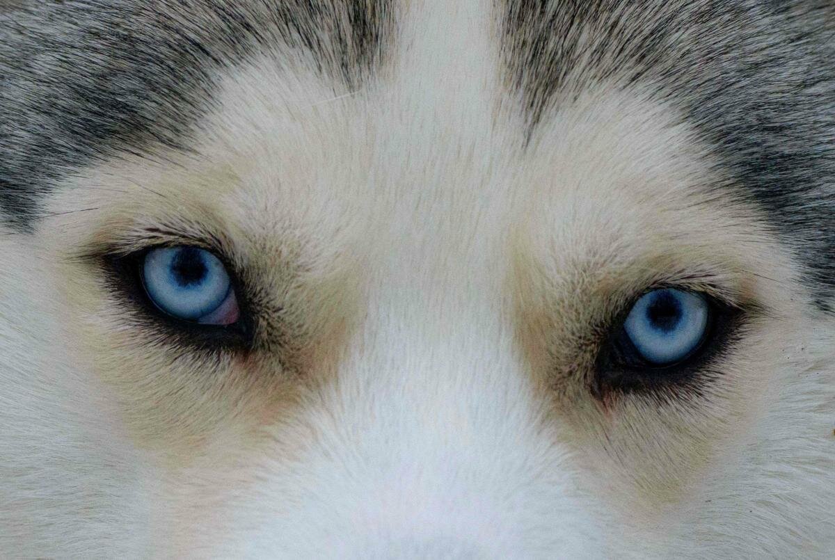 Собака с разными глазами