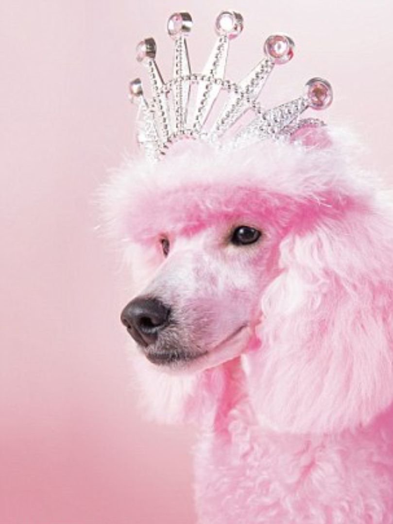 Розовая собака