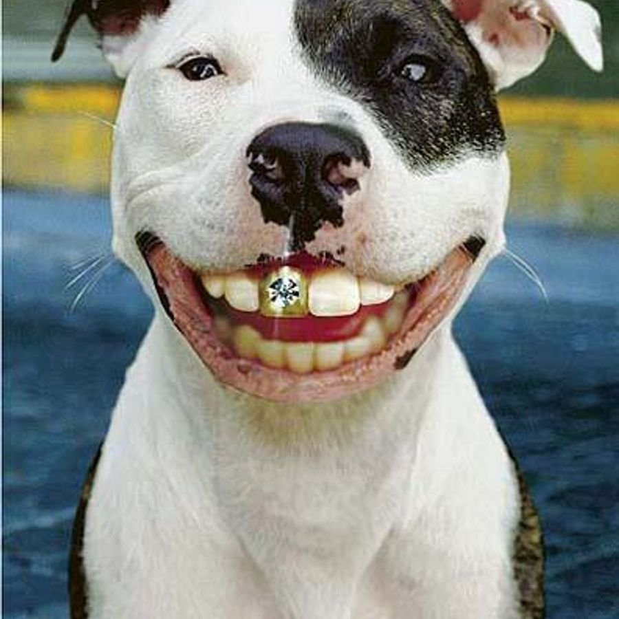 Собака с золотыми зубами - 68 фото
