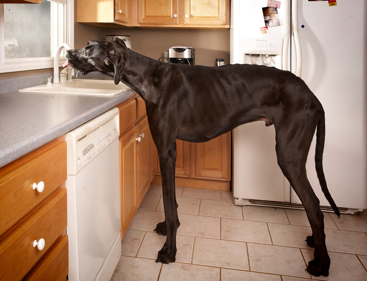 Самая гигантская собака в мире