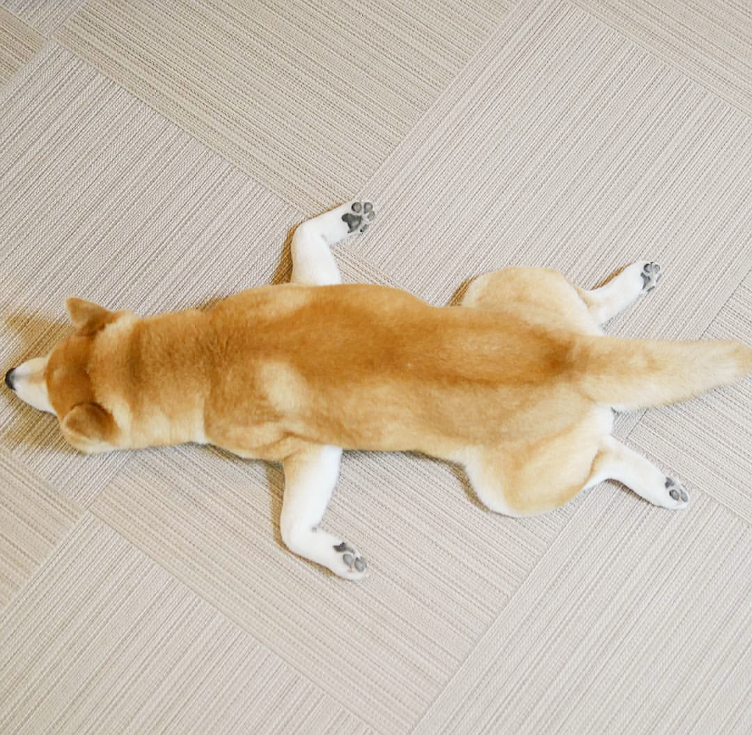 Собака лежит на лапах