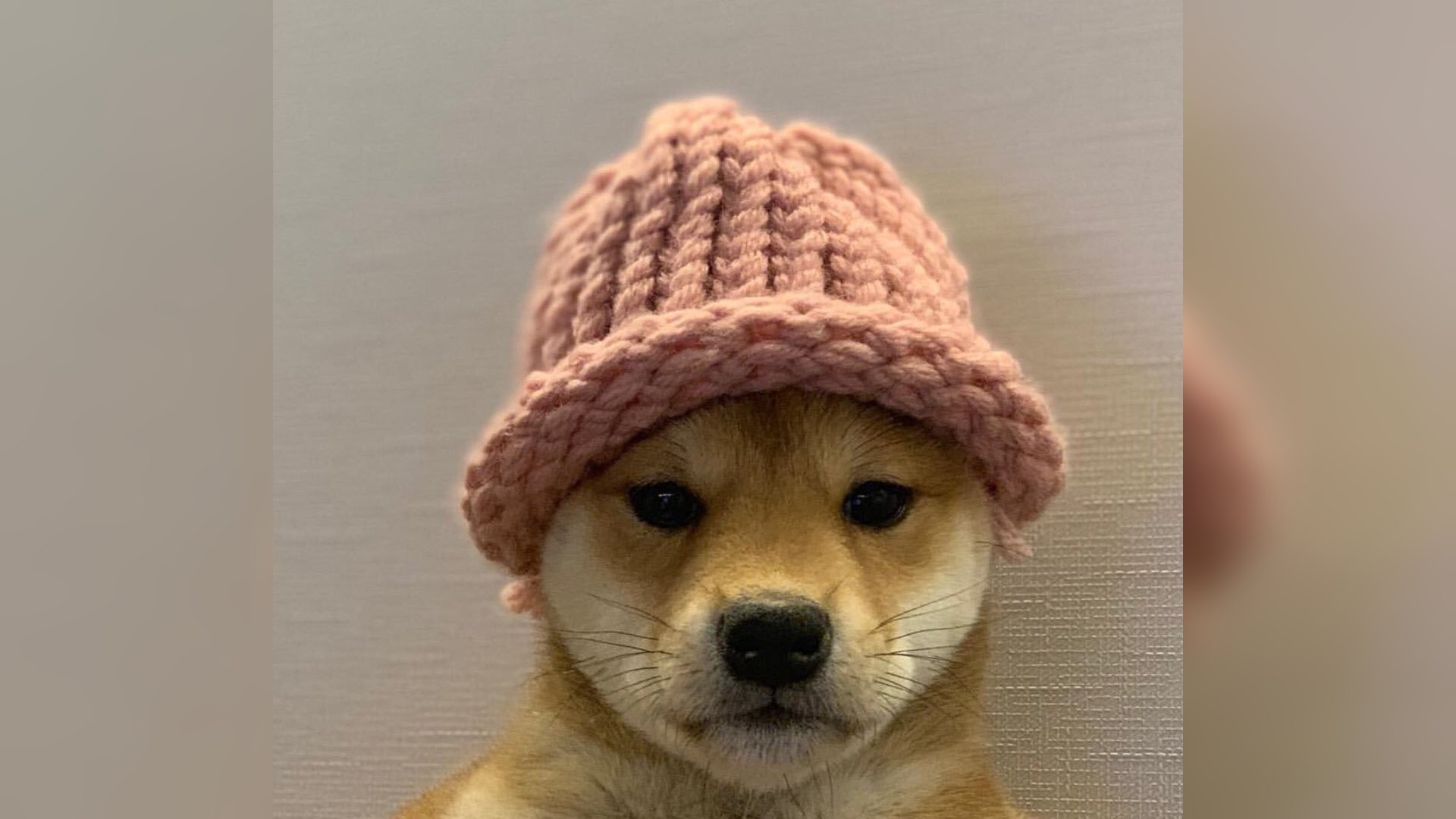 Пес в шапке