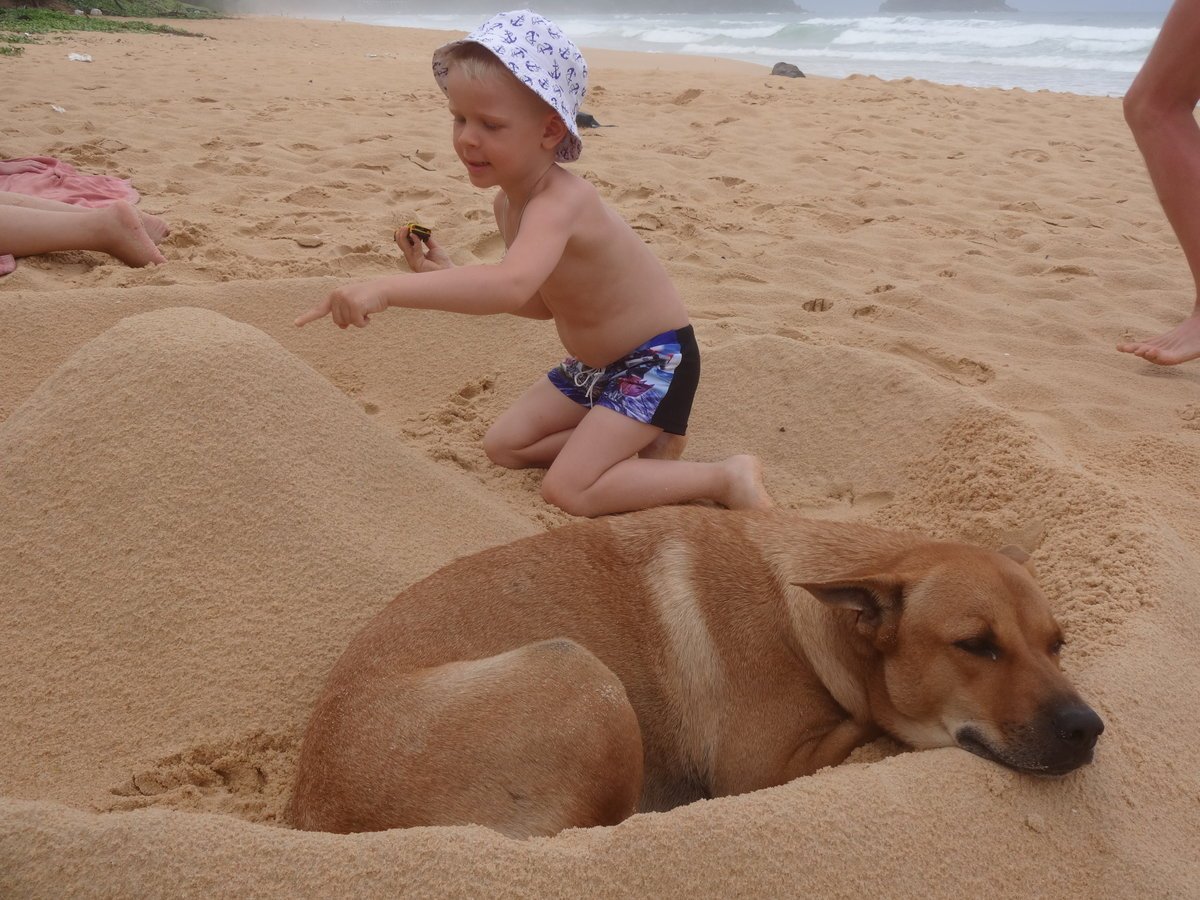 Песчаная собачка
