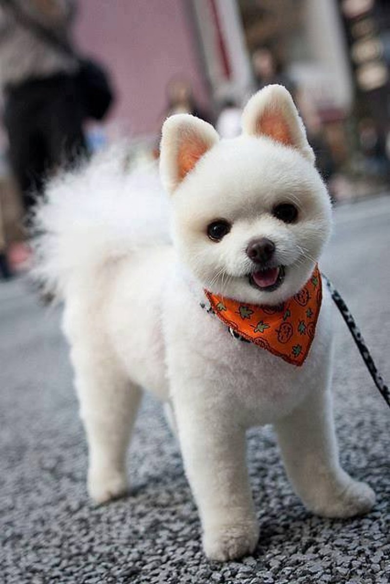 Покажи самых красивых собак. Шпиц померанский карликовый белый. Китайский померанский шпиц белый. Японский померанский шпиц. Померанскицшпиц белый.