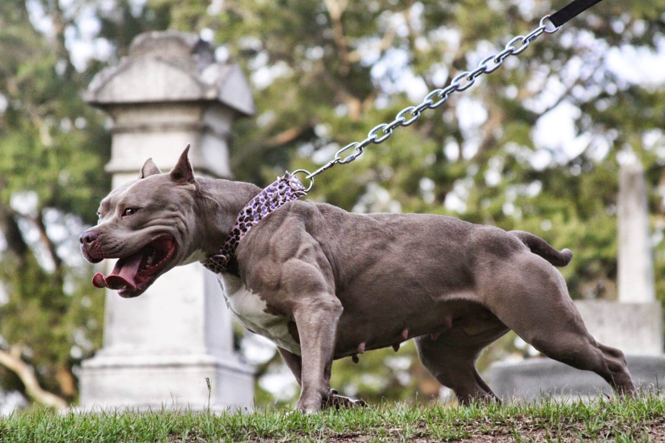 Самая мускулистая собака в мире - 74 фото