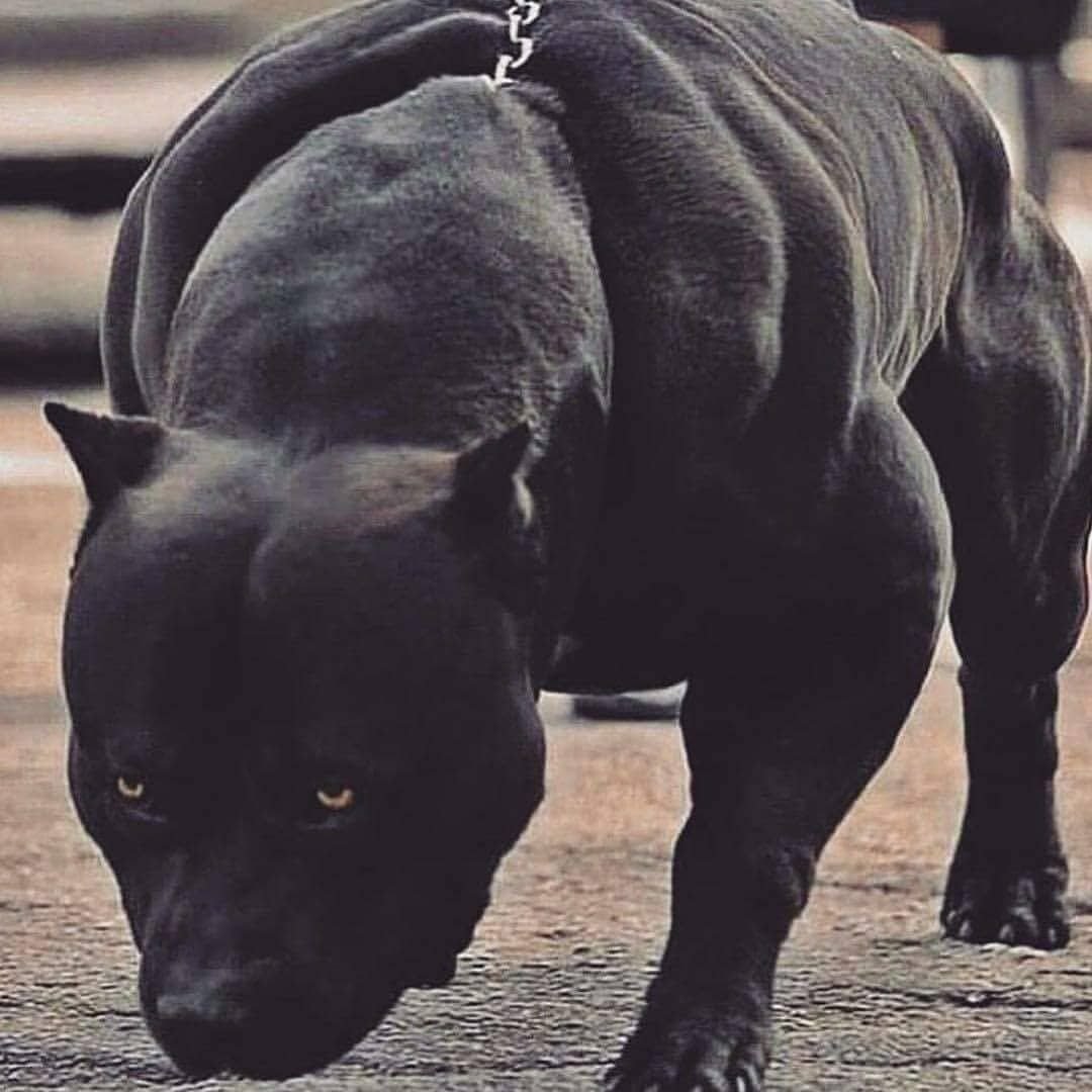 Самая мускулистая собака в мире