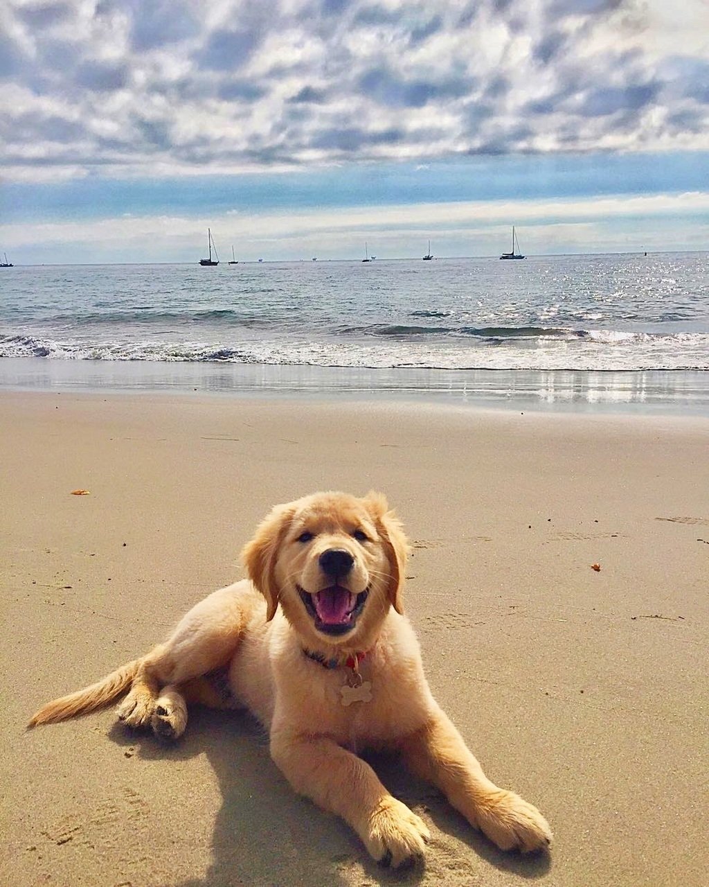   Dog on beach   Dog on beach      Depositphotos