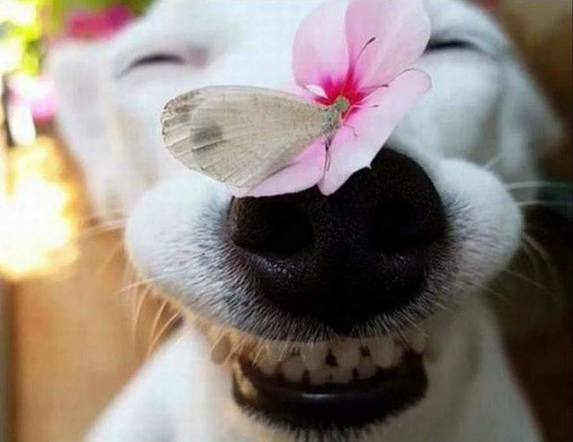 Собака с бабочкой на носу - 66 фото