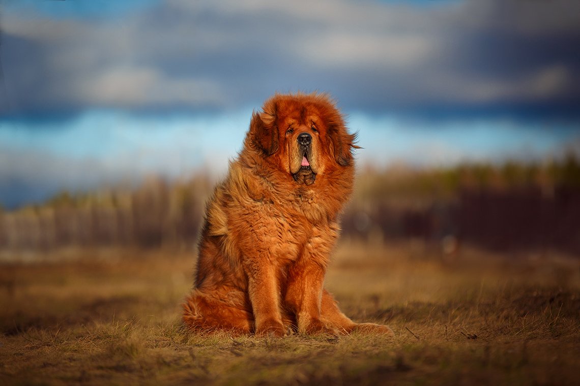 Большая пушистая рыжая собака