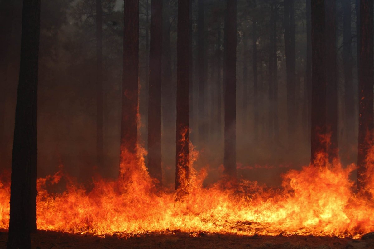 Фон пожар в лесу