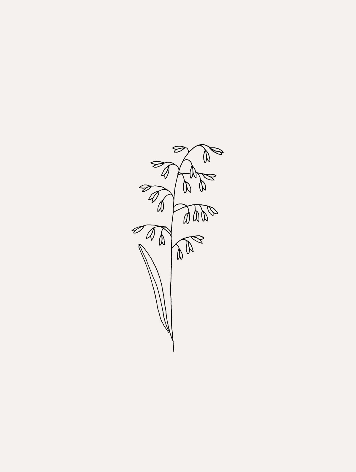 Белые минималистичные цветы