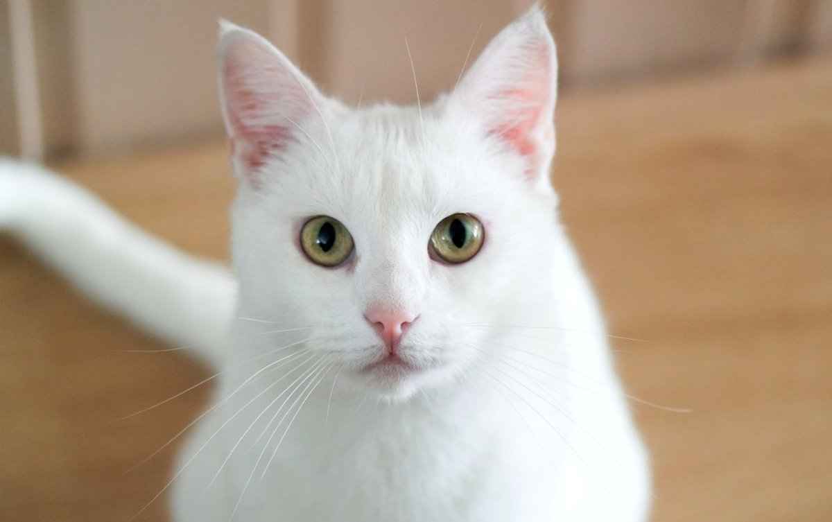 Сибирская белая кошка