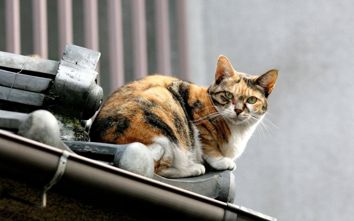 Кот на крыше рисунок